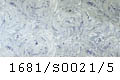 1681/S0021/5