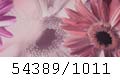 54389/1011